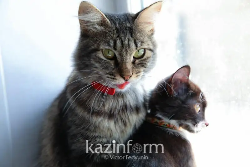 Центр для содержания бродячих животных откроют в Актау