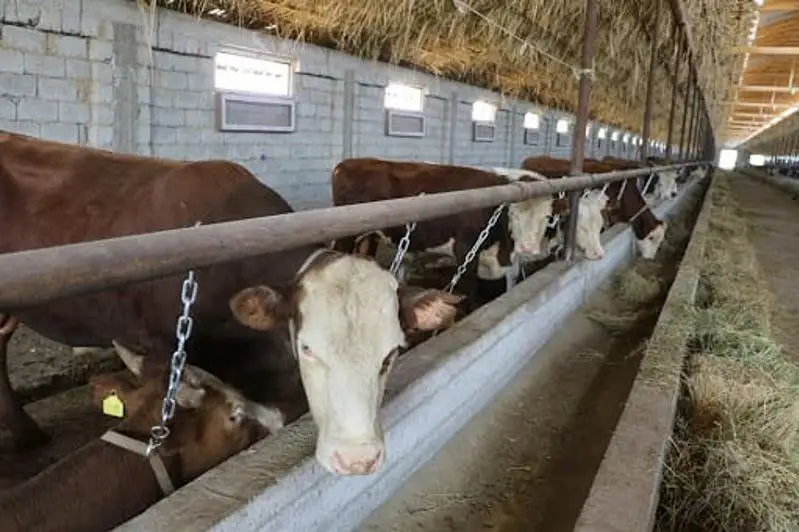 Более трех тысяч крестьянских хозяйств действуют в Тюлькубасском районе Туркестанской области