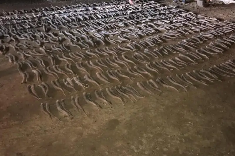 865 рогов сайгака изъяли у браконьеров в ЗКО