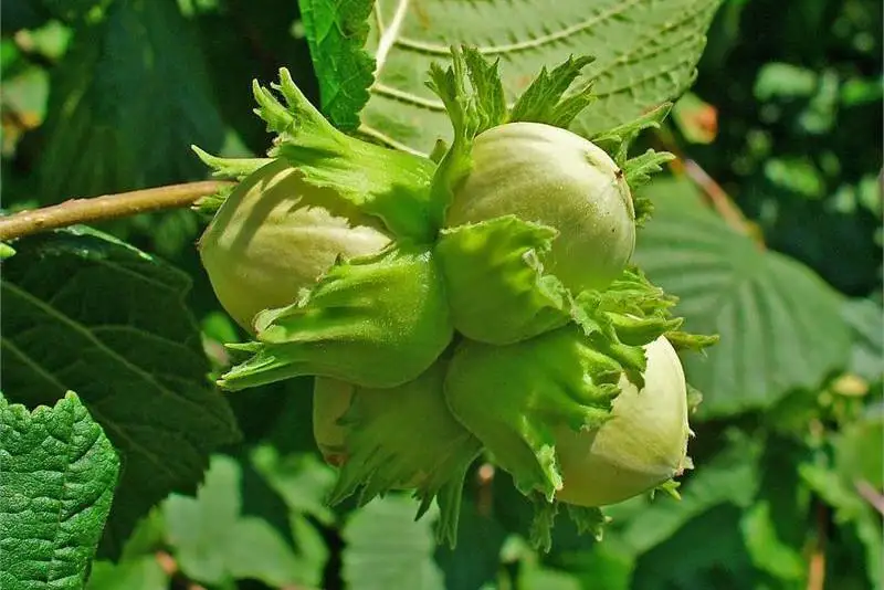 Фундук будут выращивать в Алматинской области