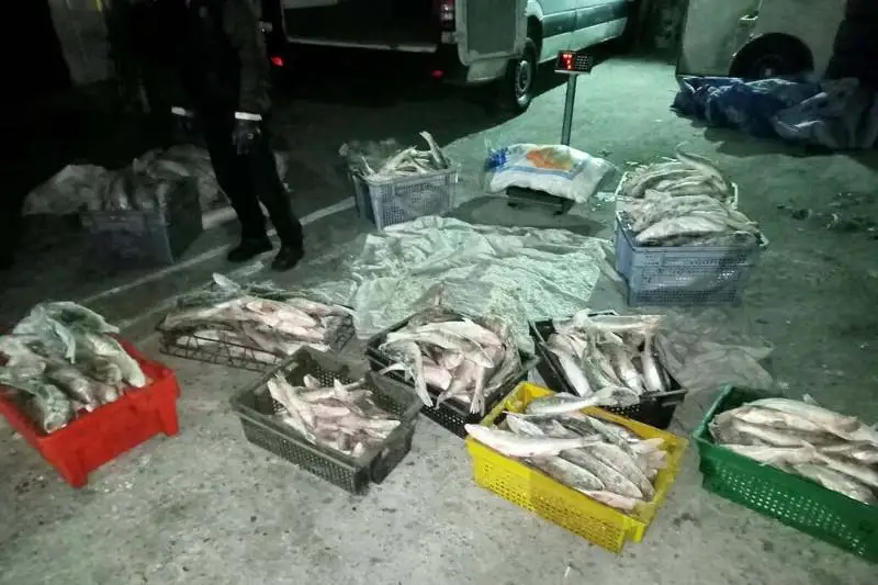 600 кг рыбы изъяли у браконьера в Алматинской области