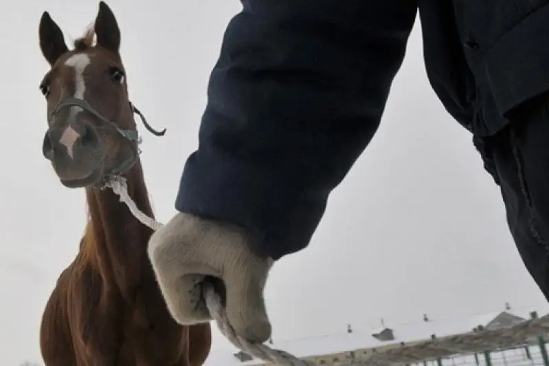 Костанайские полицейские рассматривают новый подход в раскрытии краж скота