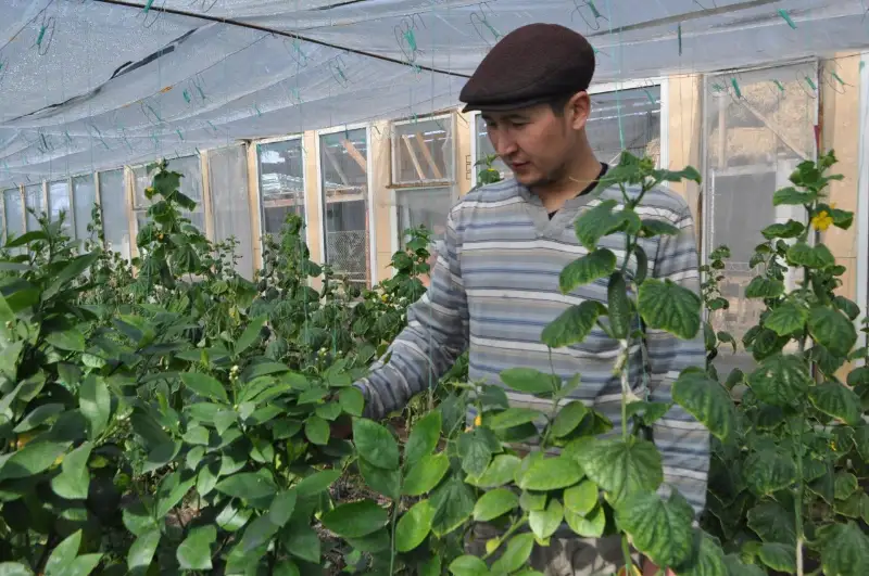 Выращиванием лимонов занялись сельчане в Жамбылской области