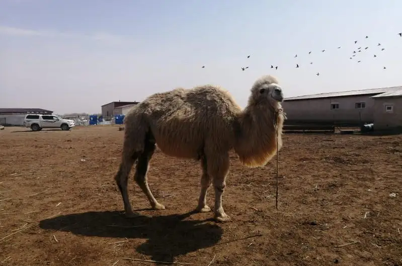 С начала года Аграрная кредитная корпорация поддержала 2,4 тысячи сельских предпринимателей