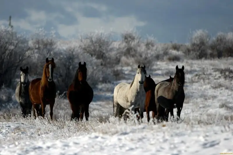 Наказан хозяин погибших от наезда поезда лошадей в Павлодарской области