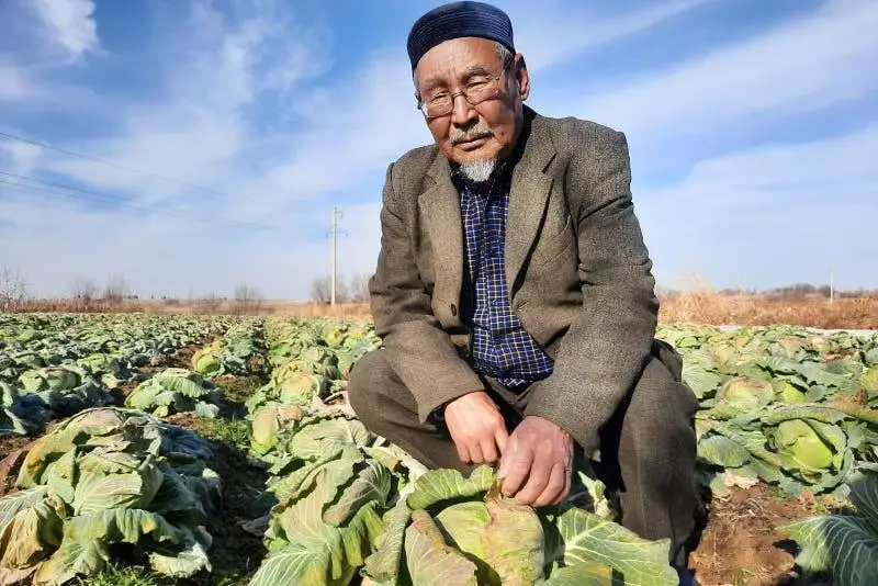 Три урожая в год получают аграрии Келесского района