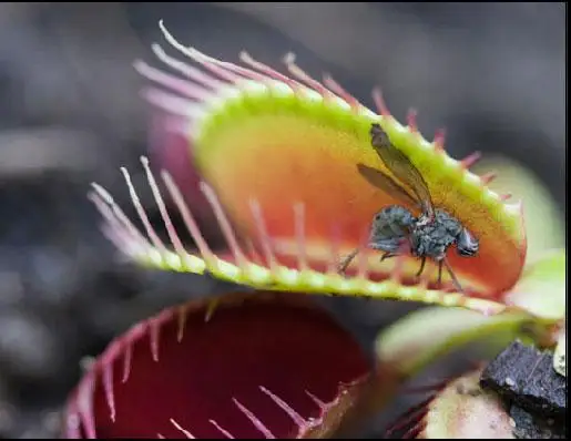 شىبىن-شىركەي جەيتىن وسىمدىكتەر