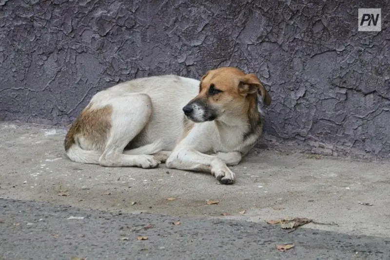 Когда в Павлодаре достроят приют для бездомных животных