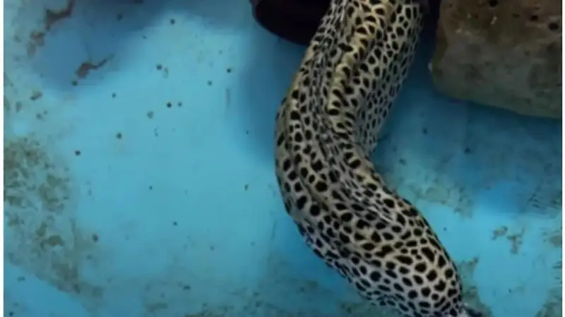 Алмати ҳайвонот боғида хавфли балиқ яшайди