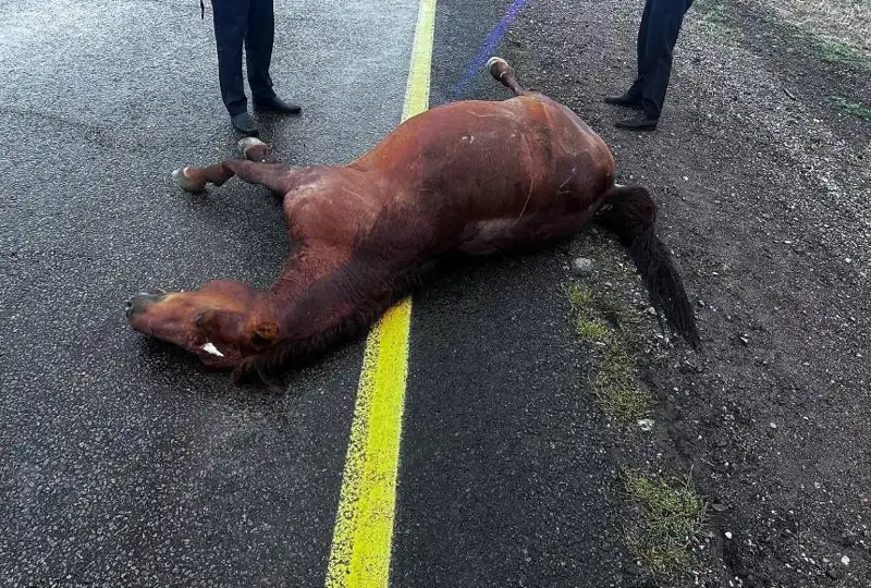 جەتىسۋدا جولعا شاۋىپ شىققان جىلقى ادام ولىمىنە سەبەپ بولدى