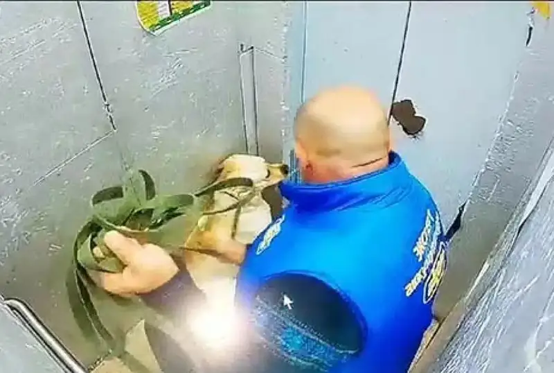 Житель Костаная жестоко истязал собаку в лифте