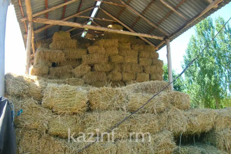 Сверх нормы заготовят корма на зиму животноводы Жамбылской области