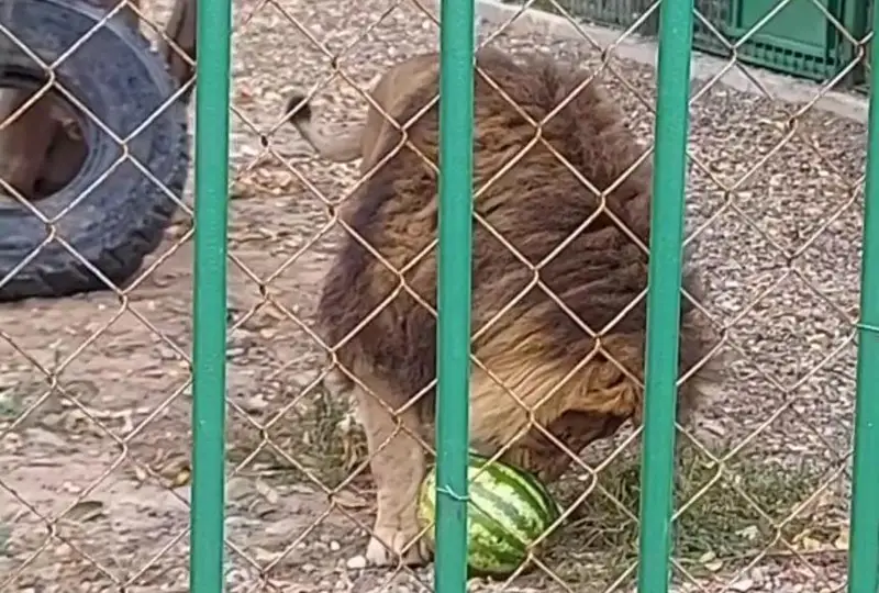 Сочными арбузами накормили питомцев биоцентра в Семее