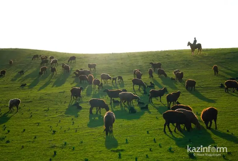 В Казахстане выросло поголовье сельхозживотных