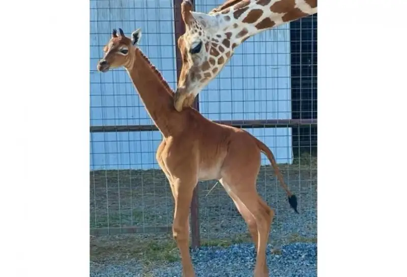 Aмерикада ноёб жирафа туғилди
