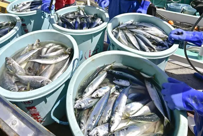 Япония Хитойни япон денгиз маҳсулотлари импортига қўйган тақиқни бекор қилишга чақирди