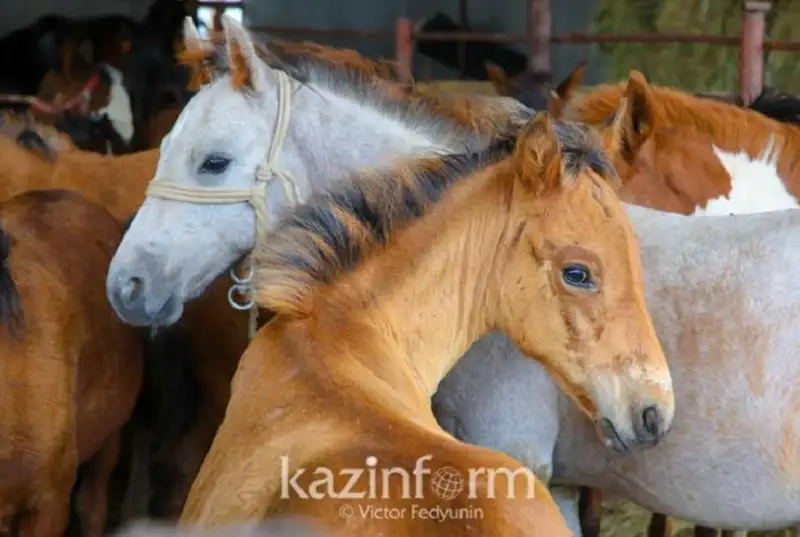 Elimizde jylqy, qoı men múıizdi iri qaranyń sany ósken