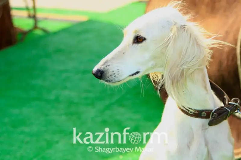 2024 йилда Астана шаҳрида халқаро «тазилар» кўргазмаси бўлиб ўтади