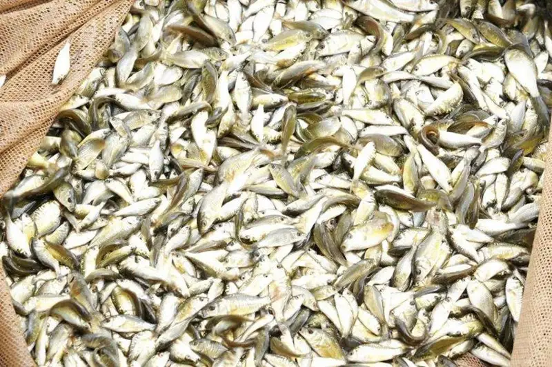 Десятками тысяч мальков карпа пополнились водоемы Астаны