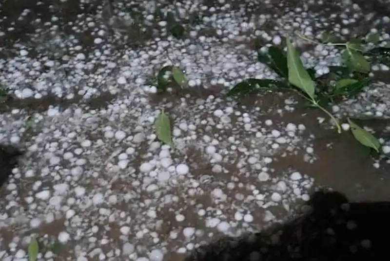 شىمكەنتتە كولەمى مونشاقتىڭ ۇلكەندىگىندەي بۇرشاق جاۋدى