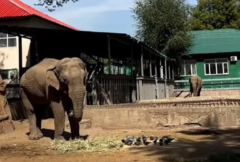 الماتى زووباعىندا پىلدەر قالاي ءومىر ءسۇرىپ جاتىر