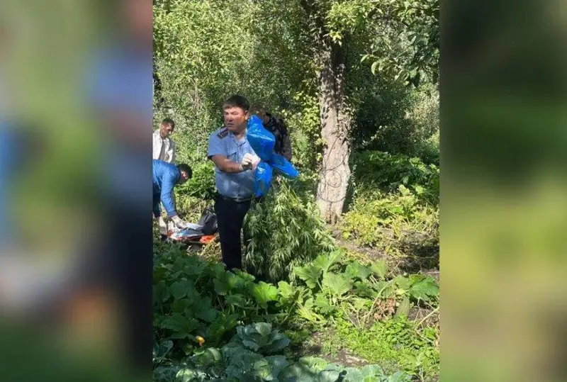 Плантацию с культивированной марихуаной вырубили полицейские в Текели