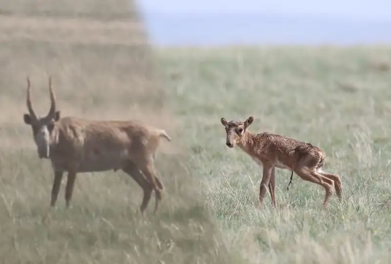 Фермеры не могут защитить свои посевы от сайгаков в Карагандинской области