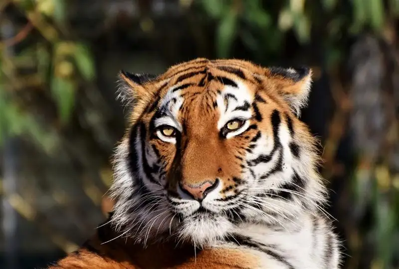 تۇران جولبارىسىن قايتا جەرسىندىرۋ ءۇشىن بالقاش جاعاسىنا 51 قۇلان جىبەرىلەدى