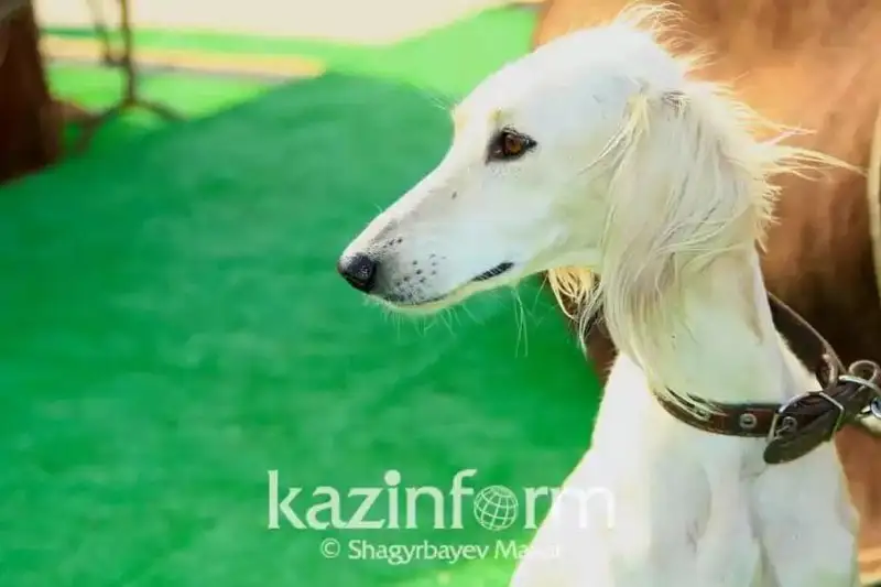 Қозоғистонда «Тази. « Бабалар қазинаси» фильми томошабинларга тақдим этилмоқда