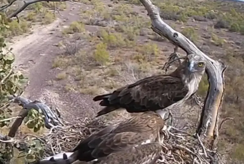 التىنەمەلدە جىلانشى قىران بالاپانىنىڭ ەكى اي ومىرىنەن ۆيدەو جاريالاندى
