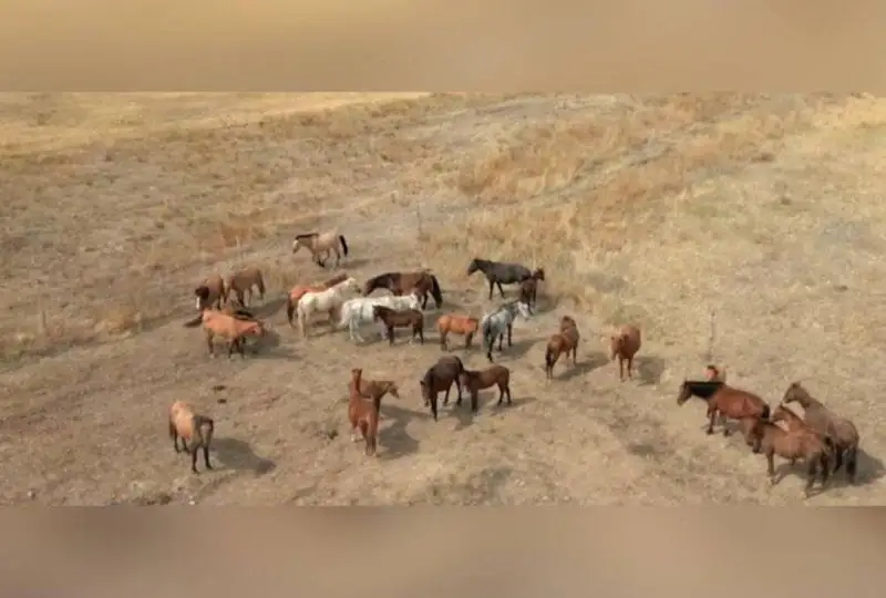 اباي وبلىسىنىڭ تۇرعىنى 54 جىلقى ۇرلاعان