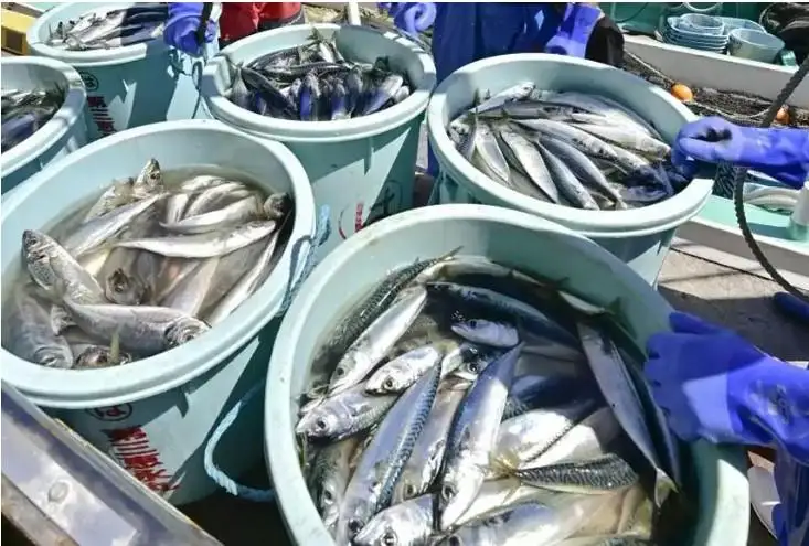 جاپونيا قىتايدى جاپون تەڭىز ونىمدەرى يمپورتىنا سالىنعان تىيىمدى الىپ تاستاۋعا شاقىردى