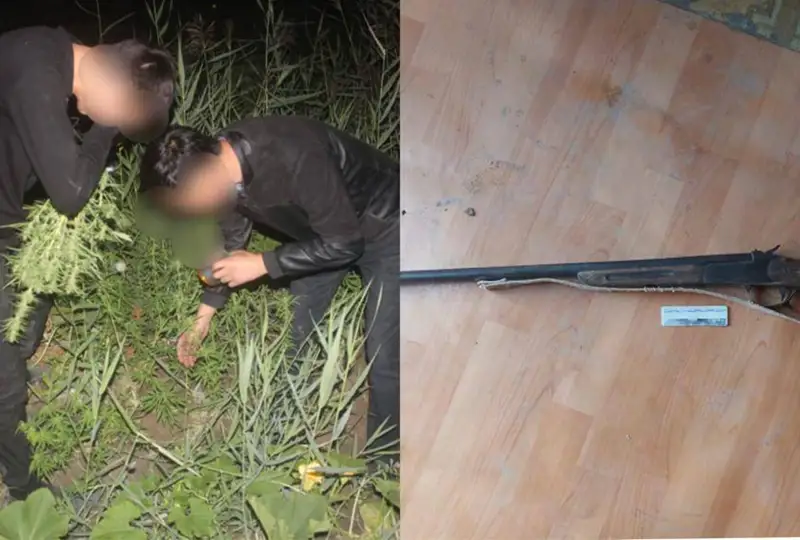 Два наркопосева обнаружили кызылординские полицейские