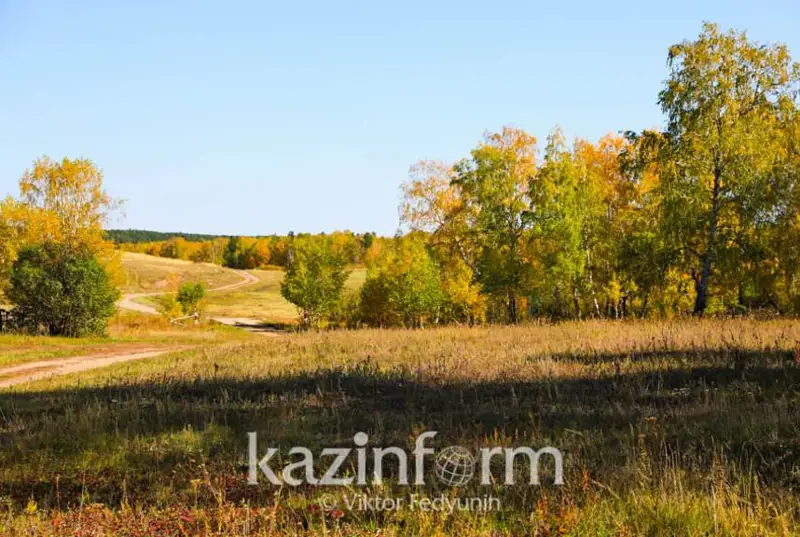 Мертвого асканийского оленя обнаружили близ «Бурабая»