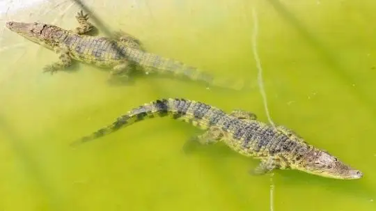 قىتايدا سۋ تاسقىنى كەزىندە فەرمادان 75 قولتىراۋىن قاشىپ كەتتى