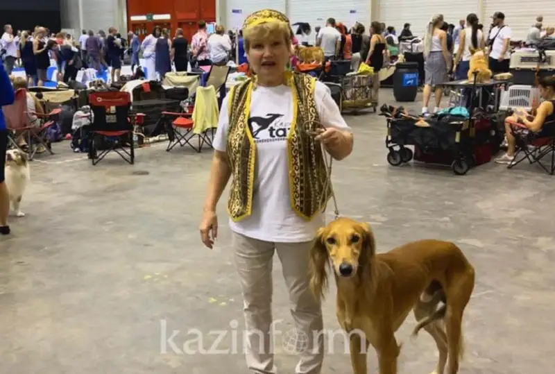 Казахские тазы успешно выступают на выставке собак в Швейцарии