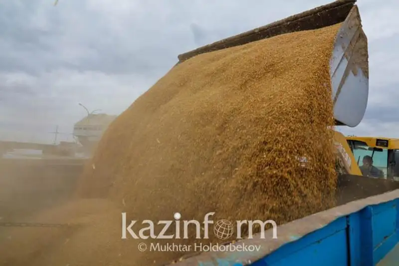 ҚР Қишлоқ хўжалиги вазирлиги: Республика бўйича 3,9 миллион гектар ғалла йиғиб олинди