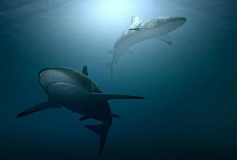 Мисрда акула қизнинг қўлидан тишлаб олди