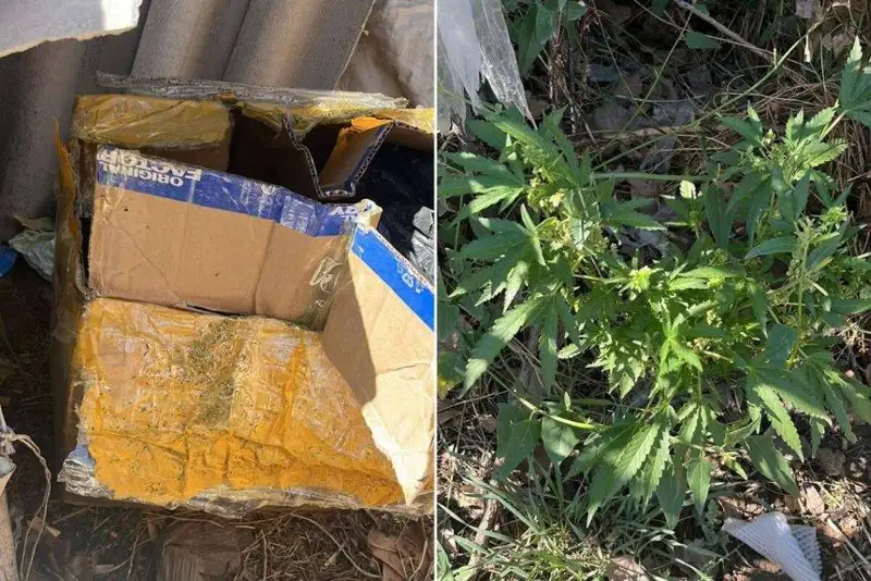 Выращивал коноплю и хранил мешки с наркотиками житель Шымкента