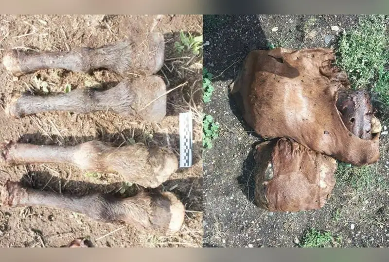 Кража лошадей на 43 млн тенге в ВКО: скотокрад застрелил кобылу с GPS-трекером