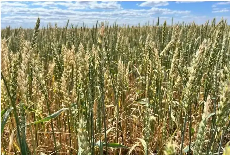 اقمولالىق ديقاندار ەگىن وراعىنا كىرىستى