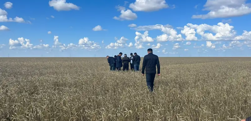 Ақтөбеде жауын-шашын салдарынан бір аудандағы егін ору жұмысы тоқтады 