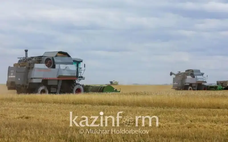 Обильные осадки затрудняют уборку урожая в Карагандинской области