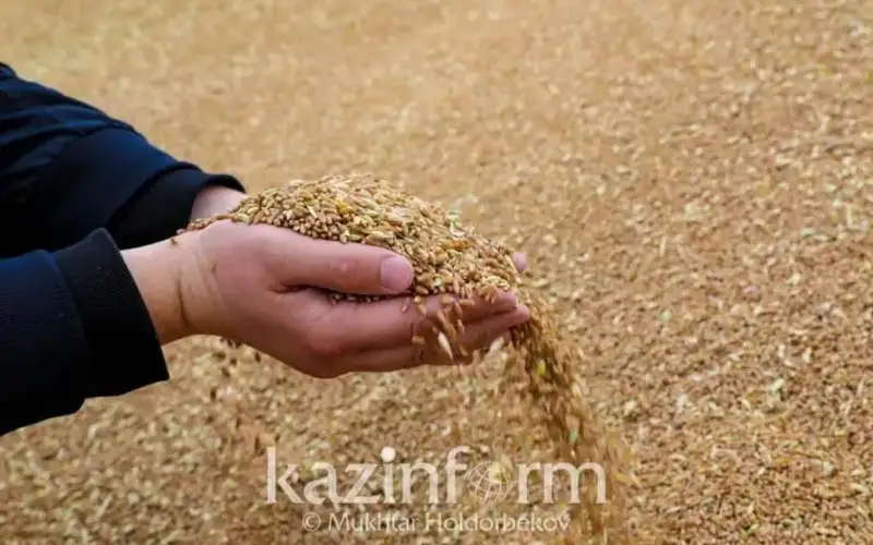 Пострадавшим от дождей аграриям выделят льготное дизтопливо для сушки зерна в РК