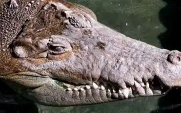 жануарлар, қолтырауын, зообақ, аңдар, 