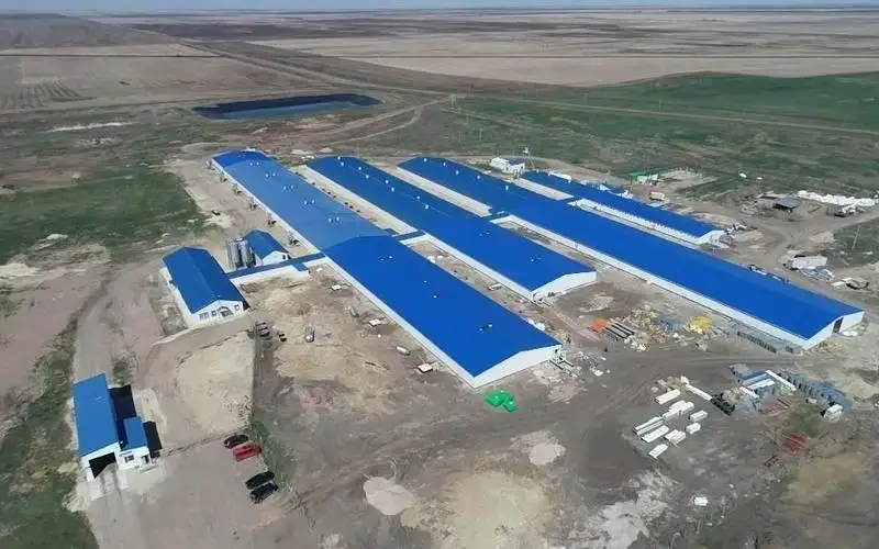 Четверо погибших на свинокомплексе в СКО: доказано 80% вины работодателя