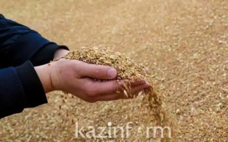 Биыл астық қоймалары жаңа өнімді қабылдауға дайын ба