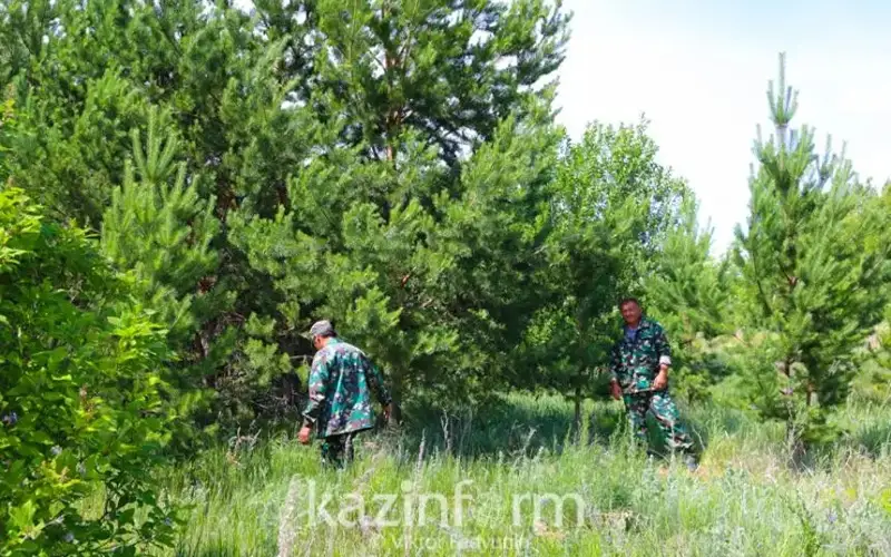 «Семей орманы» 