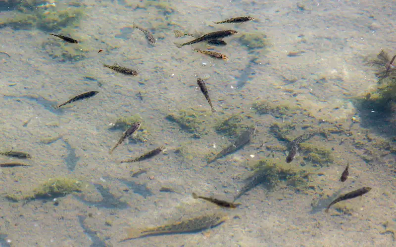 На столах казахстанцев почти не бывает рыбы - депутат