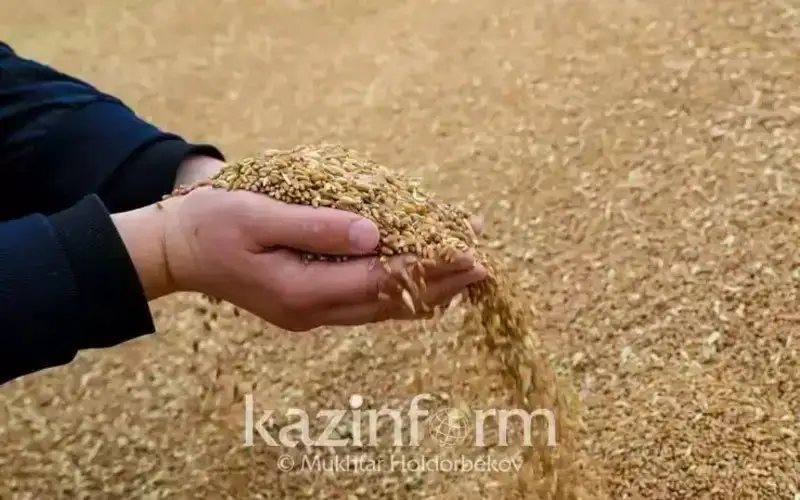Kyrgyzstan mulls over to ban wheat exports temporarily